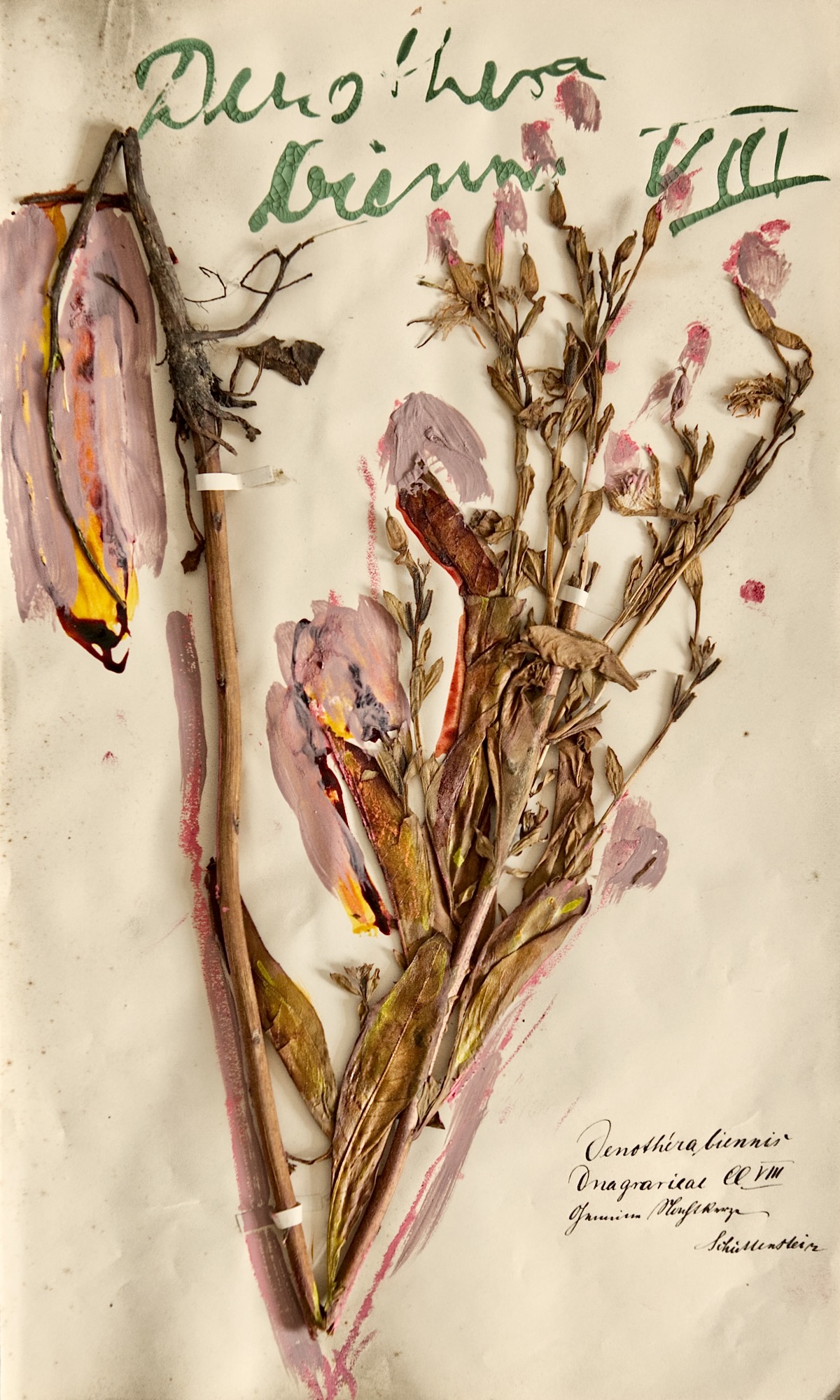 From the herbarium, mixed technique on paper 38,5 x 23 cm, 2024